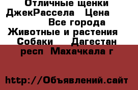 Отличные щенки ДжекРассела › Цена ­ 50 000 - Все города Животные и растения » Собаки   . Дагестан респ.,Махачкала г.